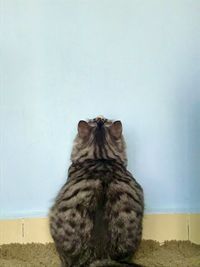 Cat looking away against wall