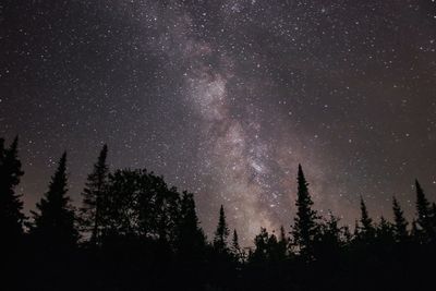 Silhouette trees against star field at night