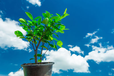 Close-up of potted plant against blue sky