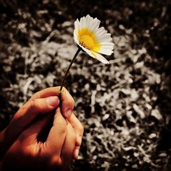 Close-up of cropped hand holding dandelion