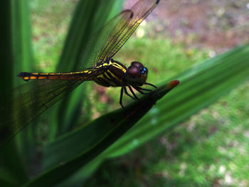 Close-up of insect on leaf