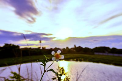 Close-up of flowering plant against sky during sunset