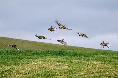 Flock of birds flying over land against sky