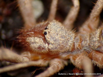 Close-up of lizard