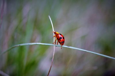 Close-up of giant bamboo ladybird on host plant