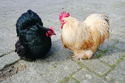 High angle view of chicken on street