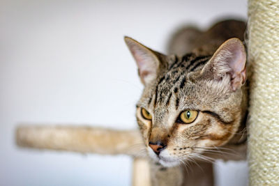 Close-up portrait of a cat looking away