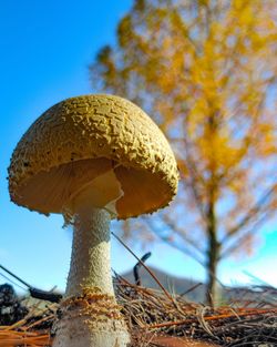 Close-up of mushroom growing on field during autumn