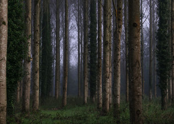 Trees in forest