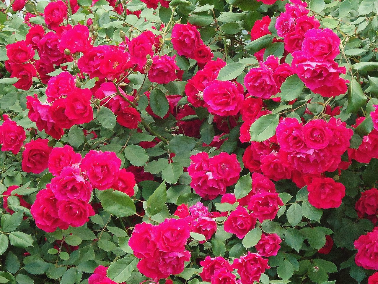 Red roses blooming in garden