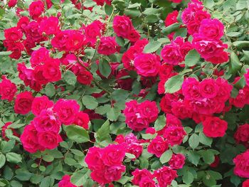 Close-up of pink rose blooming outdoors