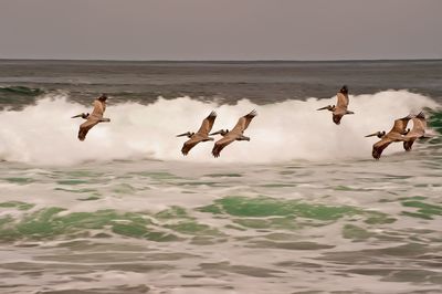 Birds flying over sea against clear sky