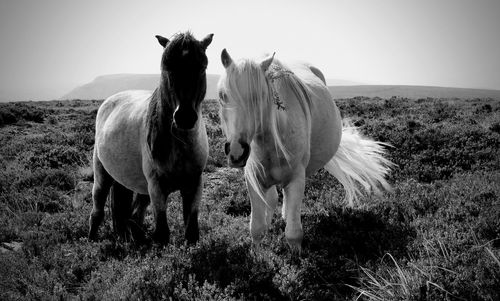 Wild ponies on offas dyke - english and welsh boarder national trail.
