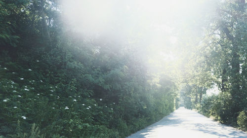 Road amidst trees in forest