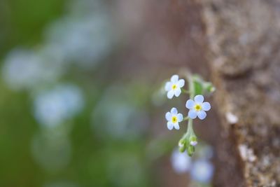 Close-up of white flowering plant