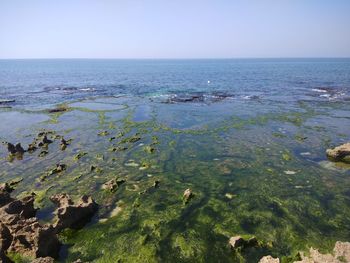 Scenic view of sea against clear sky