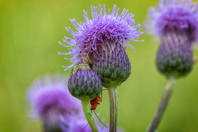 Close-up of purple thistle flower