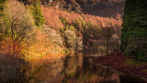 View of trees in forest during autumn