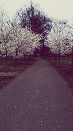 Road passing through trees