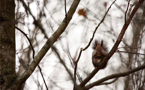 Portrait of squirrel on the tree observing
