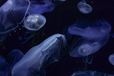 Close-up of jellyfish swimming in sea