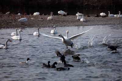 Swans and ducks in lake