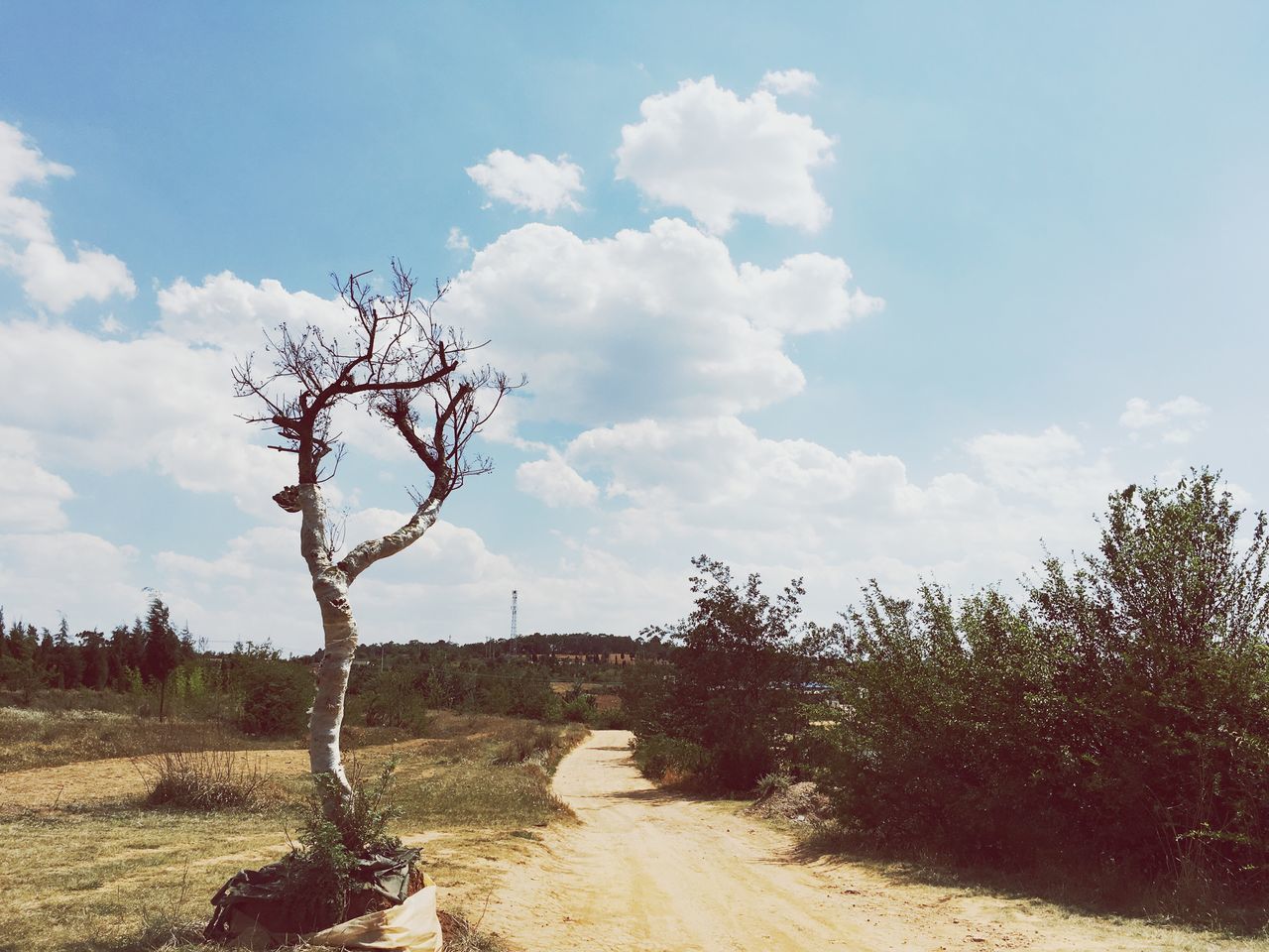 sky, tree, tranquility, landscape, tranquil scene, dirt road, nature, the way forward, cloud - sky, cloud, bare tree, field, growth, scenics, beauty in nature, day, non-urban scene, branch, sunlight, non urban scene