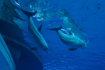 Fish swimming in aquarium