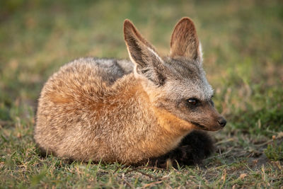 Close-up of fox sitting on land