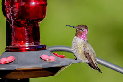 Close-up of bird perching on feeder