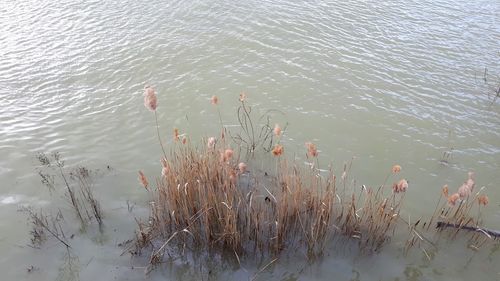 High angle view of plants floating on lake