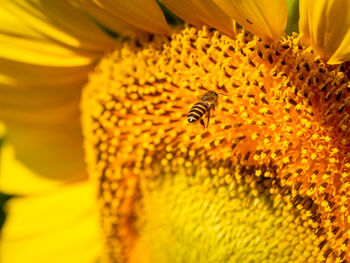 Close-up of bee pollinating on sunflower