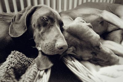 Close-up of dog relaxing on bed at home