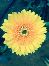 Close-up of yellow flower