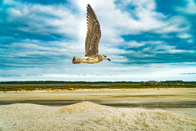 Bird flying over landscape against sky