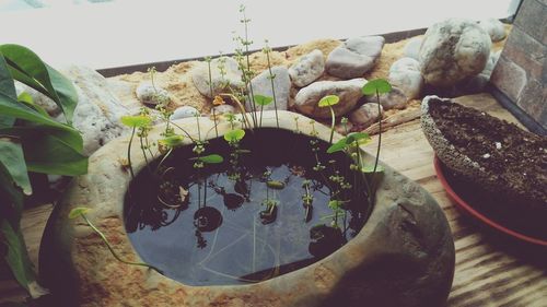 Potted plants in water