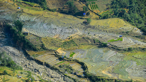 High angle view of rice field