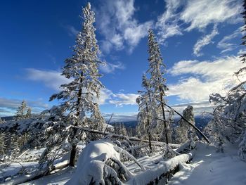 Snow covered plants against sky