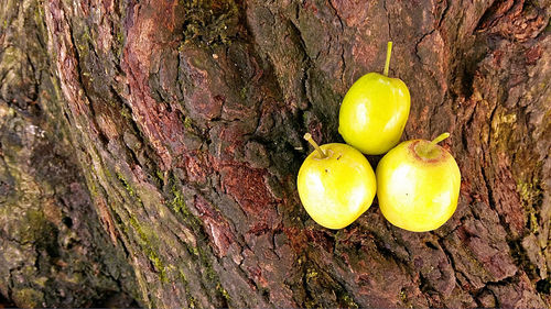 Close-up of fruit