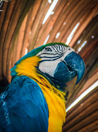 Close-up of a parrot