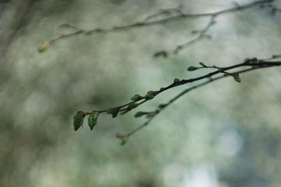 Close-up of twig on branch
