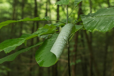 Close-up of leaves in forest