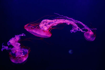 Jellyfish swimming in sea