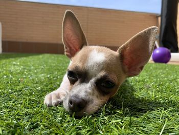 Close-up portrait of a dog lying on grass