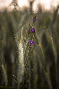 Close-up of purple flowering plant on field