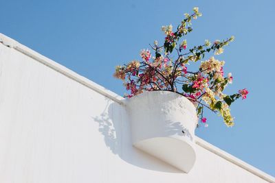 Low angle view of white flower tree against clear sky
