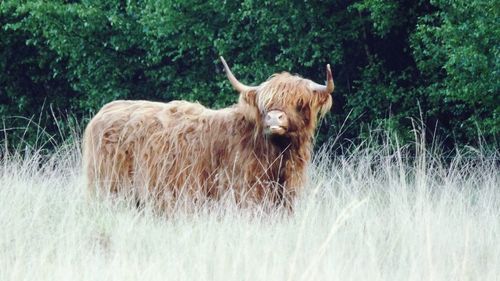 Highland cattle standing on grassy field against trees