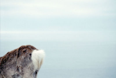 Close-up of a bird against sky