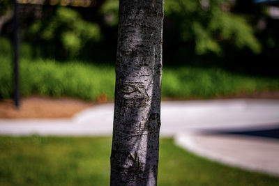 Close-up of tree trunk in park