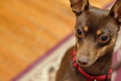 Close-up portrait of dog at home